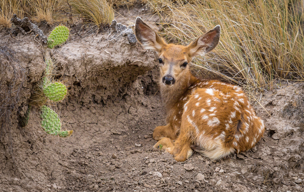 Badlands National Park