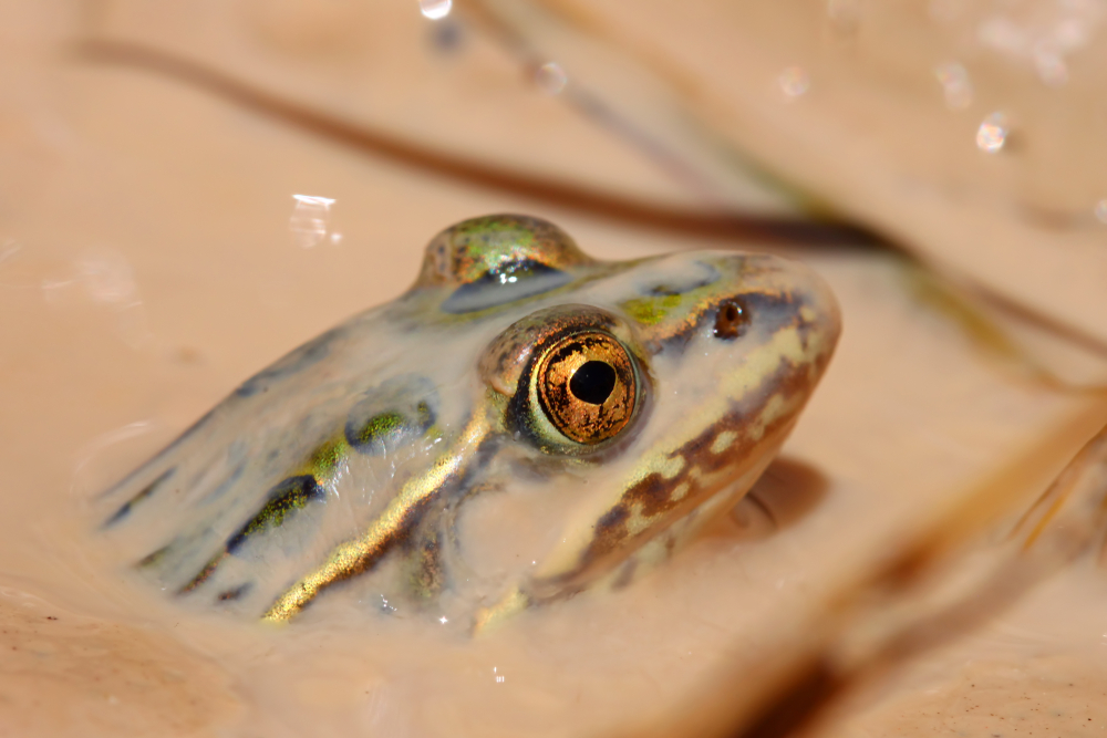 Badlands National Park
