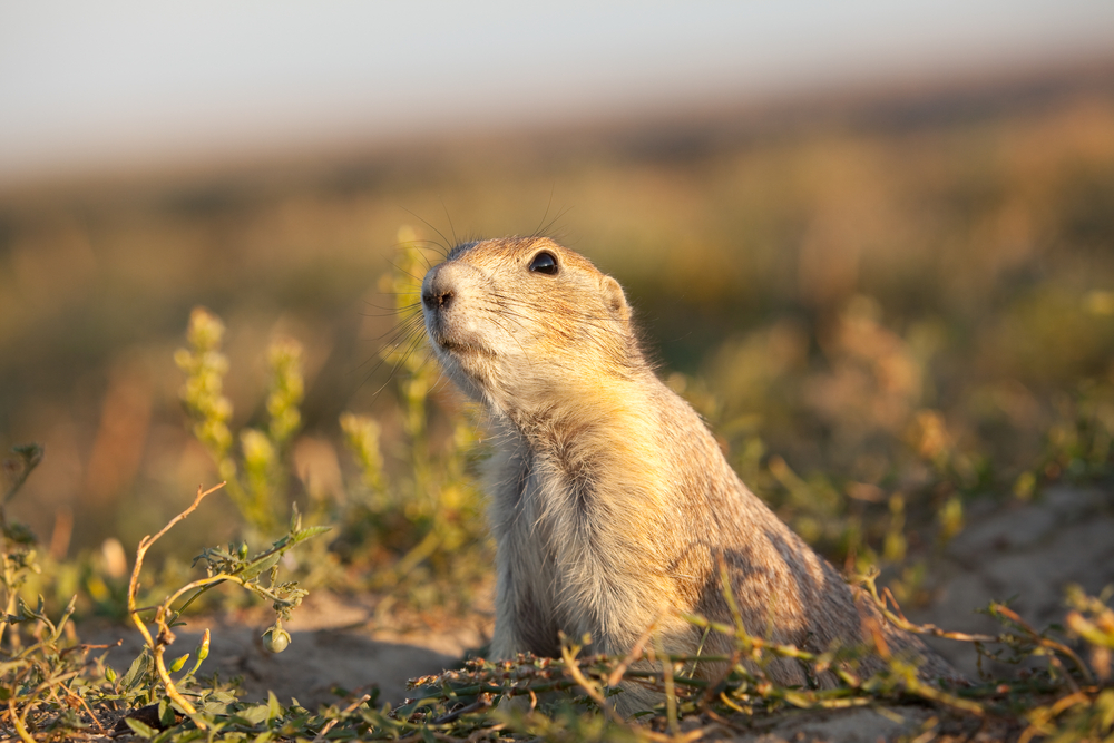 Badlands National Park