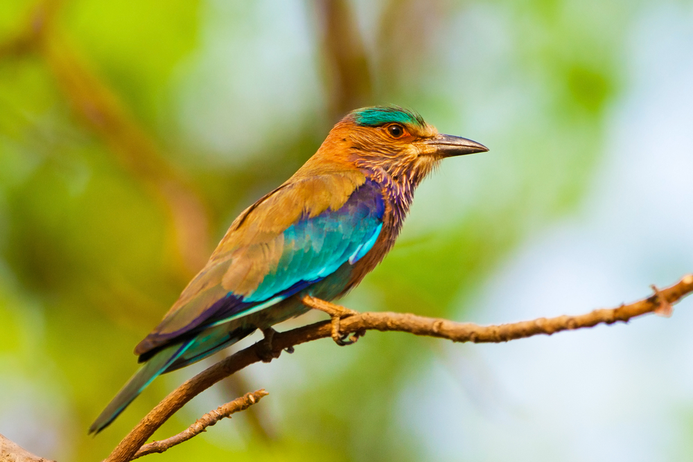 Bandhavgarh National Park