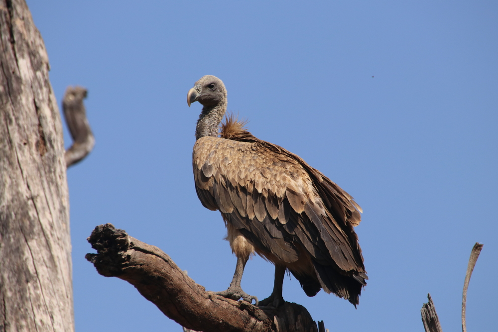 Bandhavgarh National Park