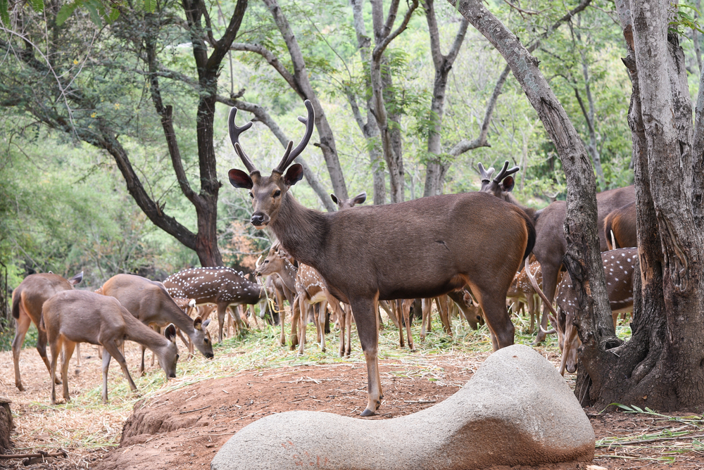 Bandhavgarh National Park