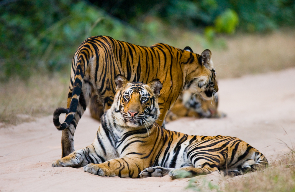 Bandhavgarh National Park