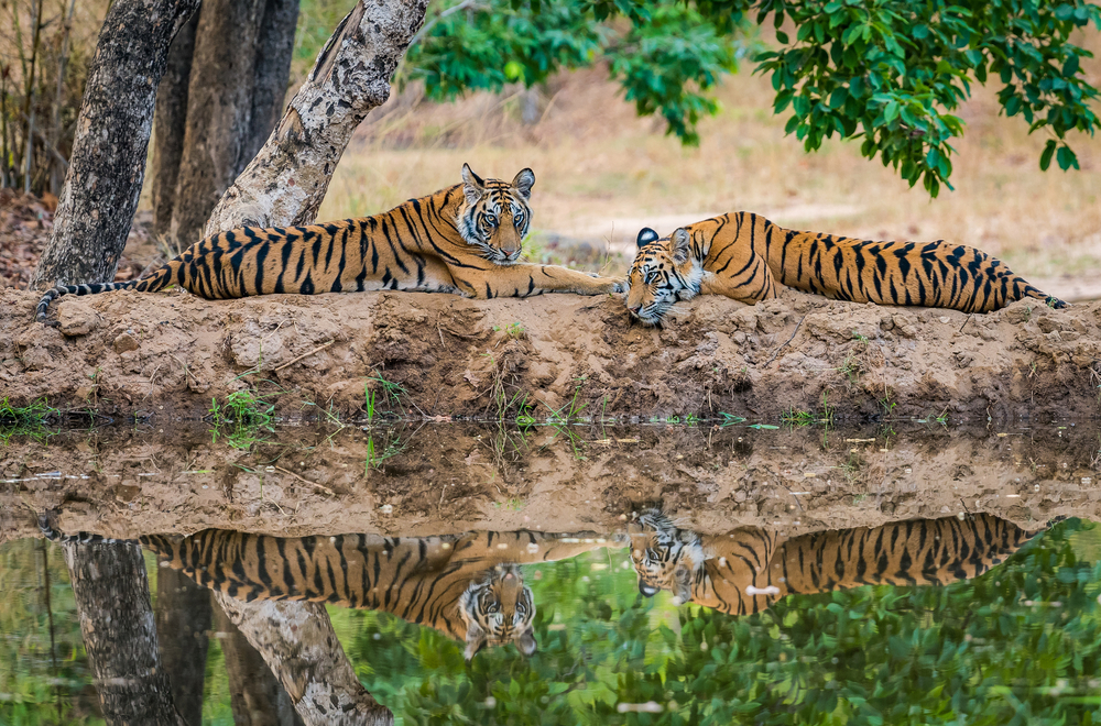 Bandhavgarh National Park