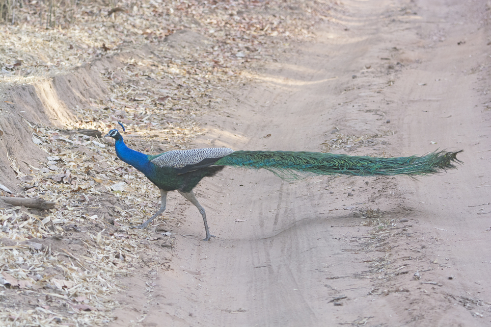 Bandhavgarh National Park