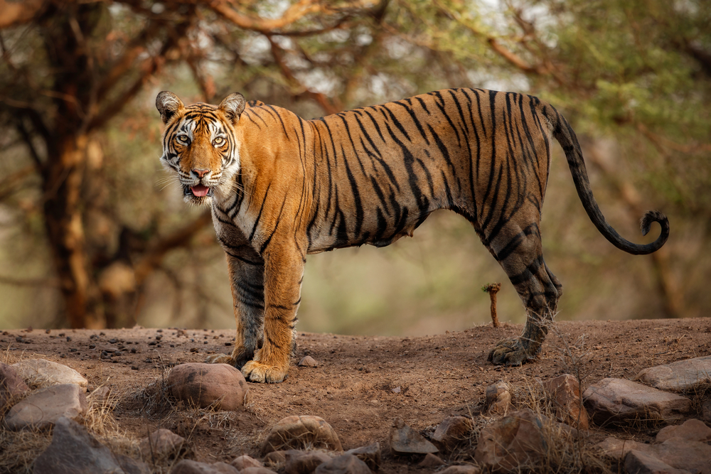 Bandhavgarh National Park