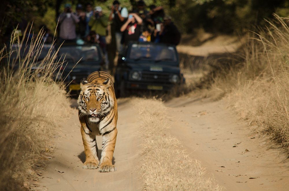 Bandhavgarh National Park