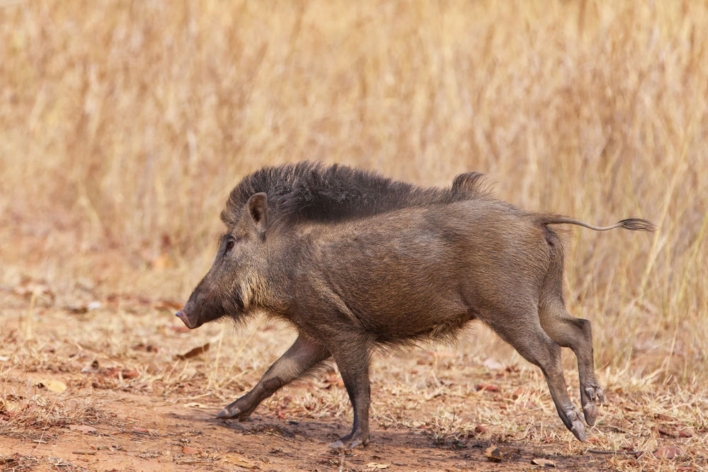 Bandhavgarh National Park
