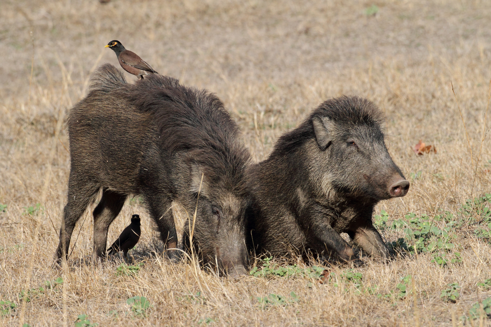 Bandhavgarh National Park