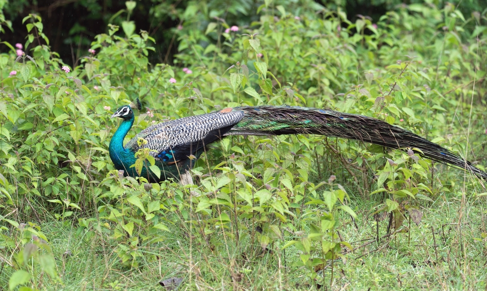 Bandipur National Park