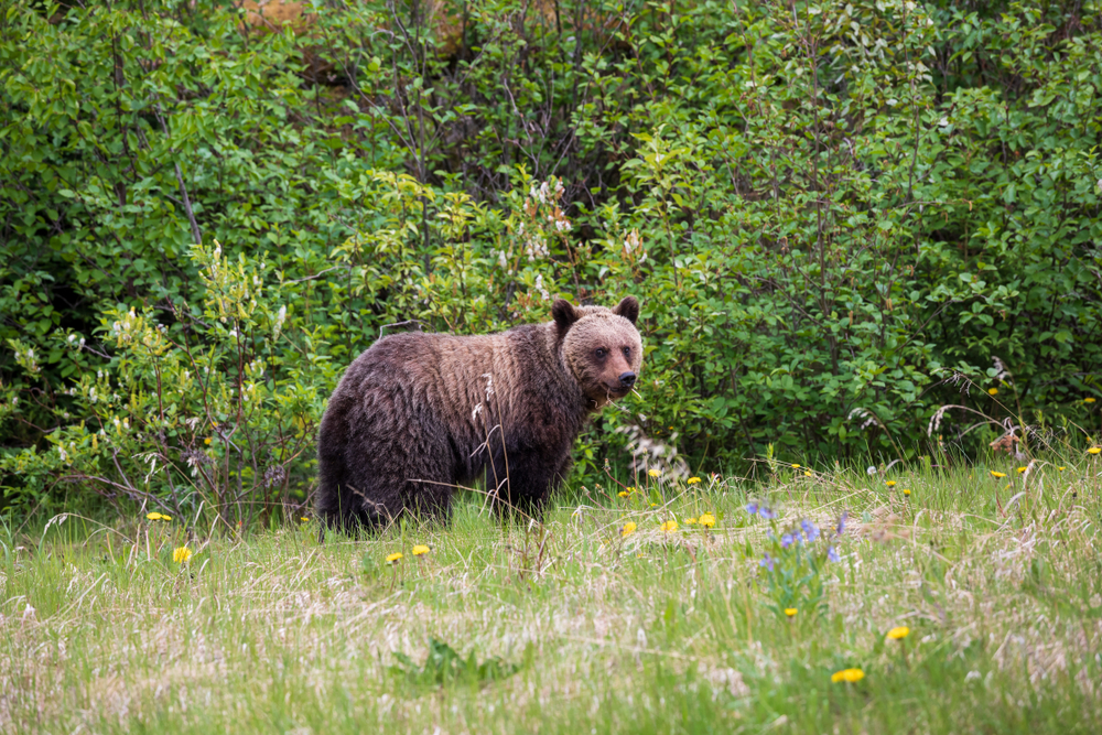 Banff National Park