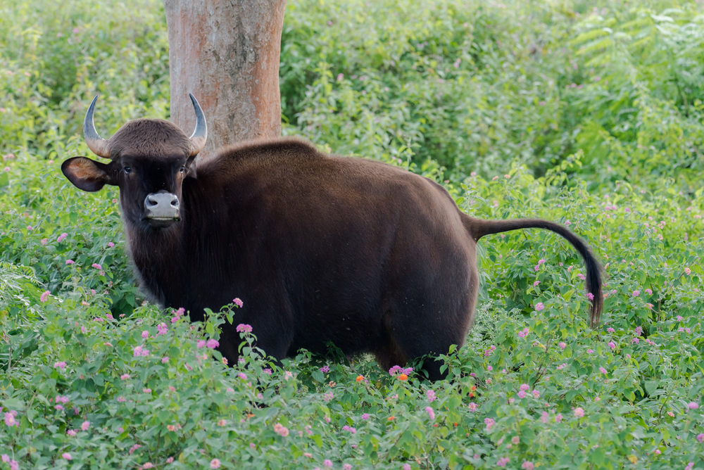 Bandipur National Park