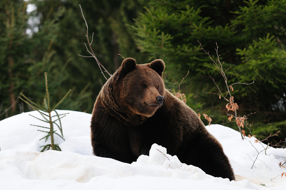 Bavarian Forest National Park