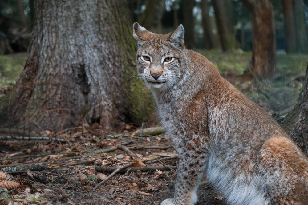 Bavarian Forest National Park