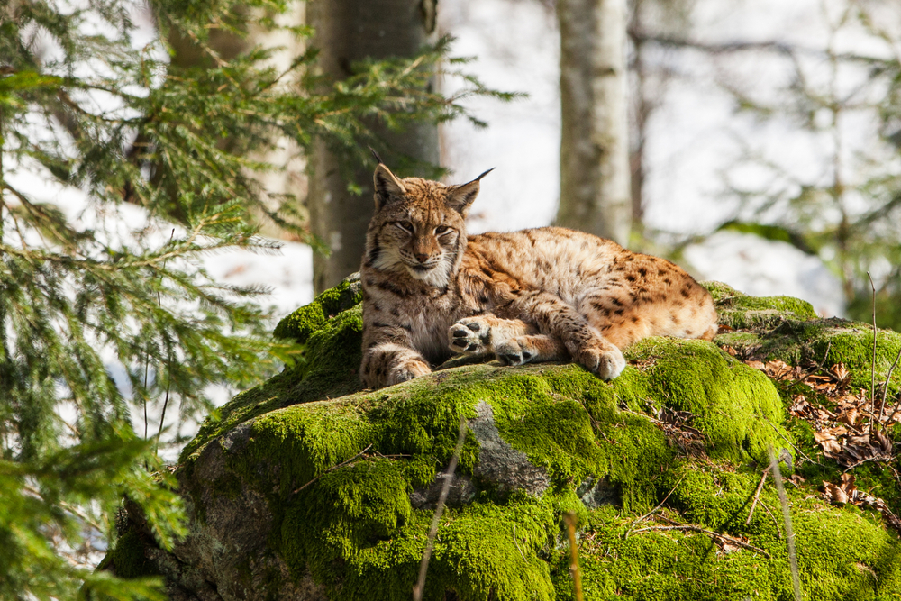 Bavarian Forest National Park