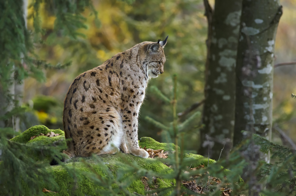Bavarian Forest National Park