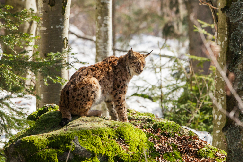 Bavarian Forest National Park