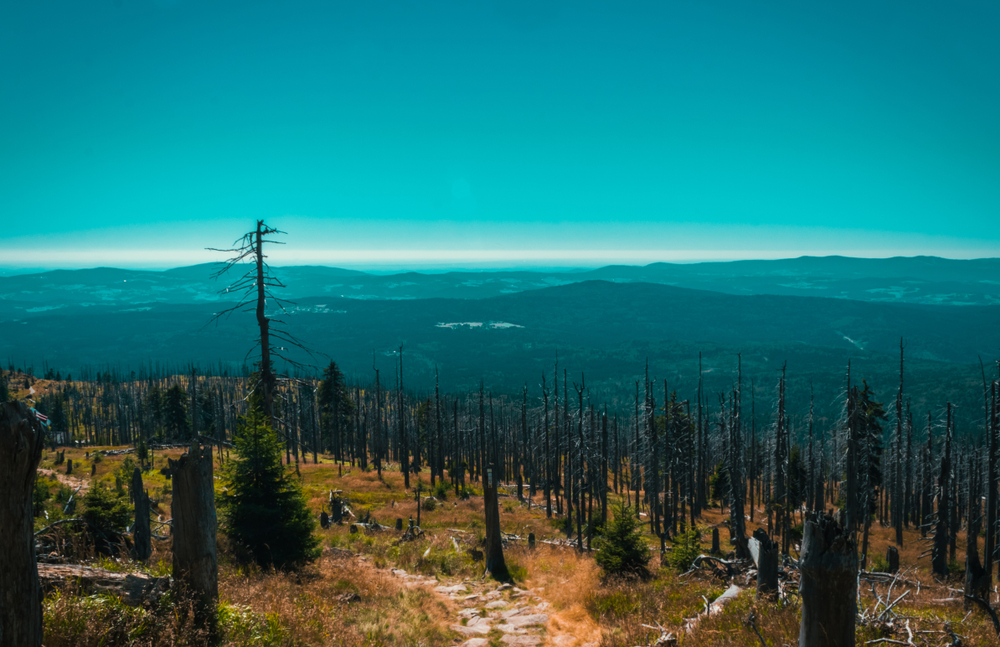 Bavarian Forest National Park