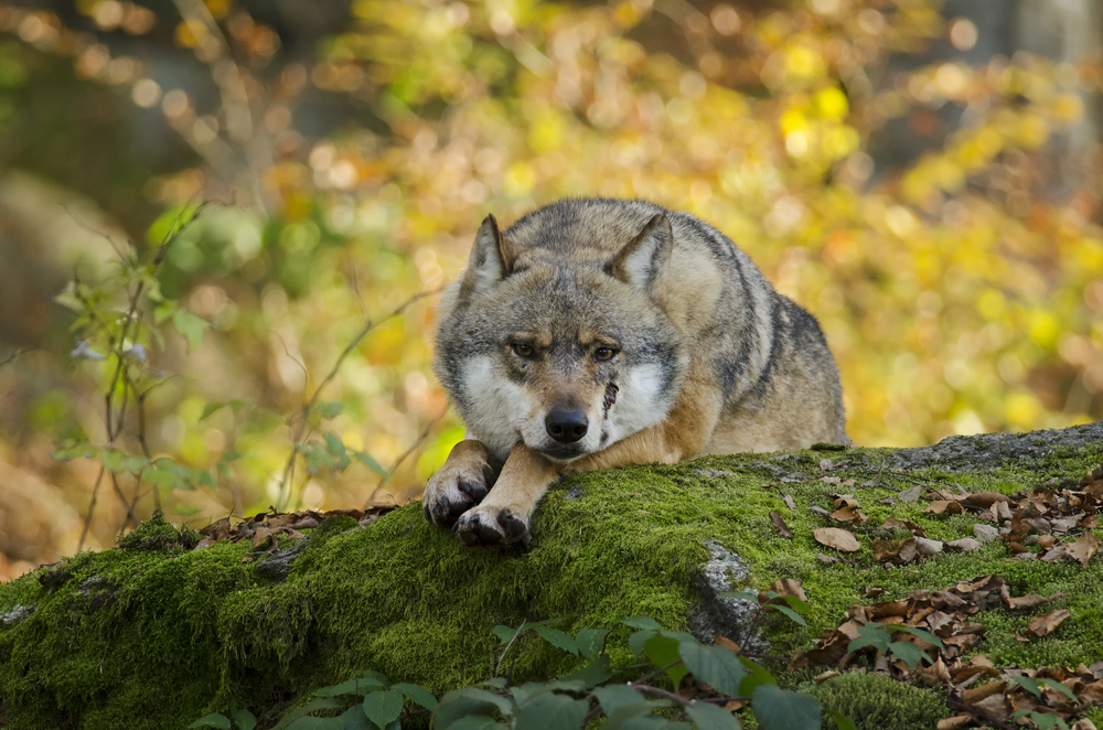 Bavarian Forest National Park