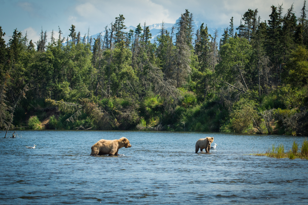 Katmai National Park