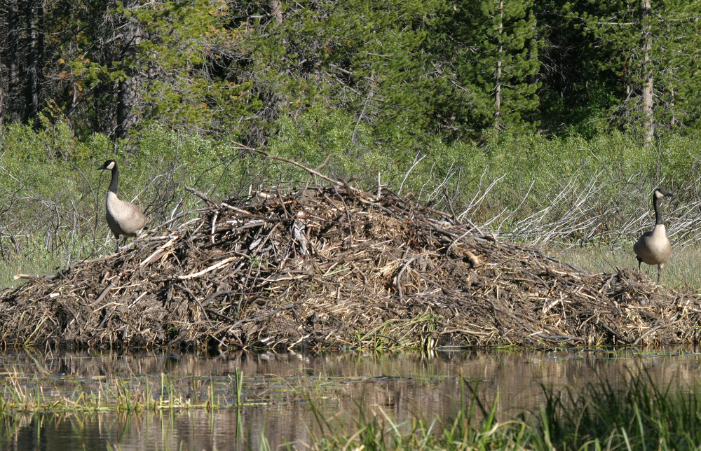 Lassen Volcanic National Park
