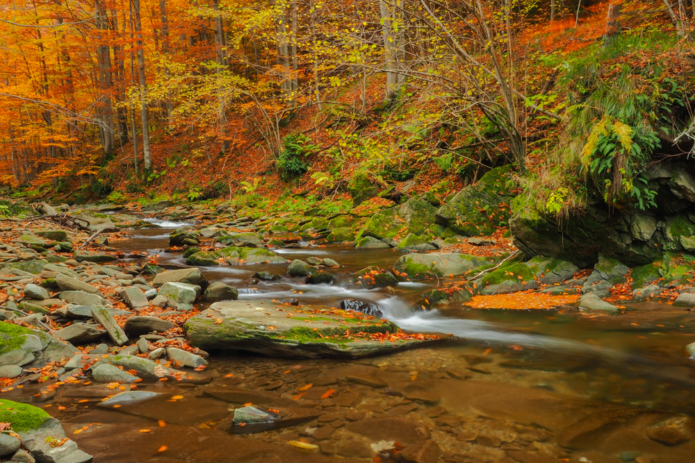 Bieszczady National Park