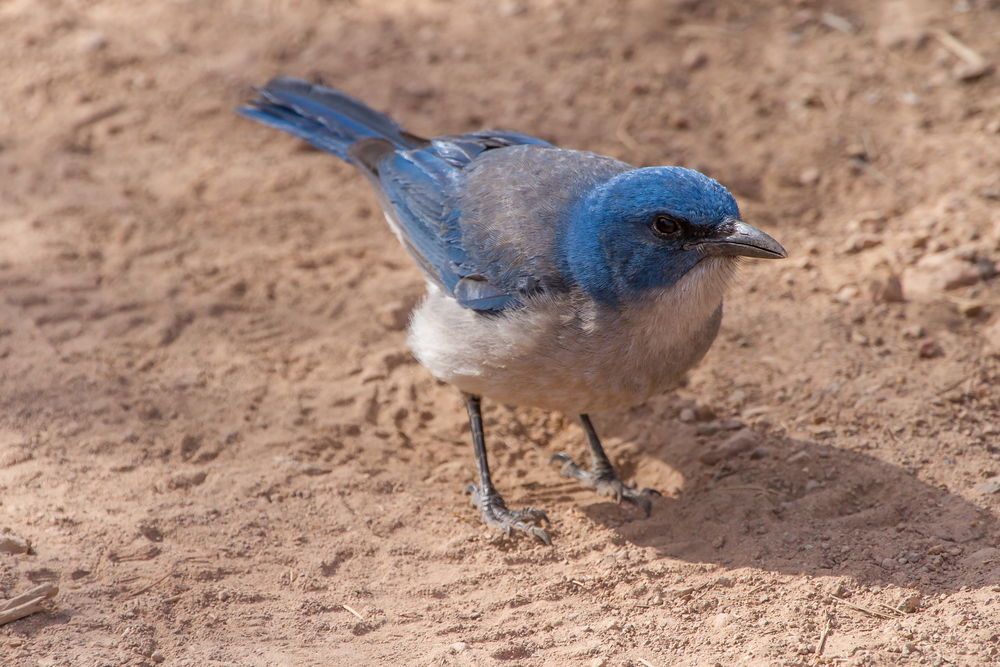 Big Bend National Park