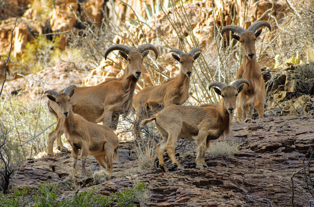 Big Bend National Park