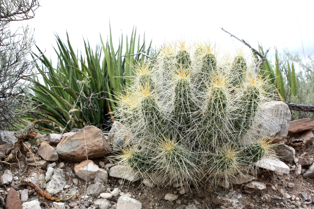 Big Bend National Park