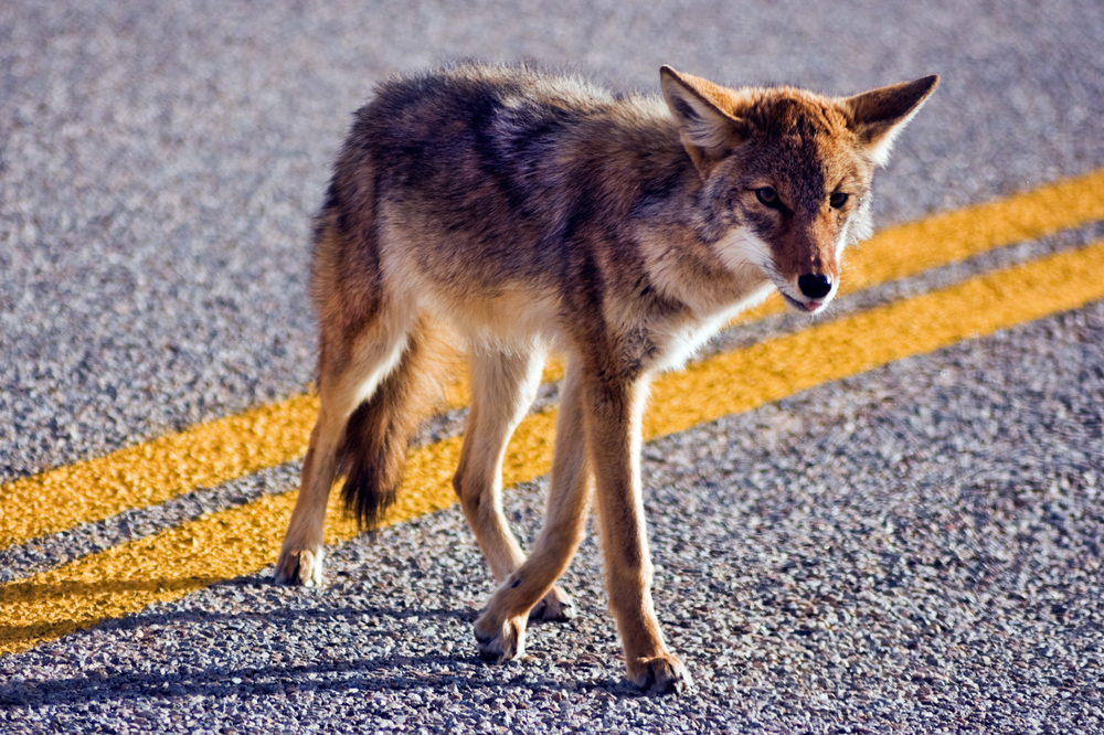 Big Bend National Park