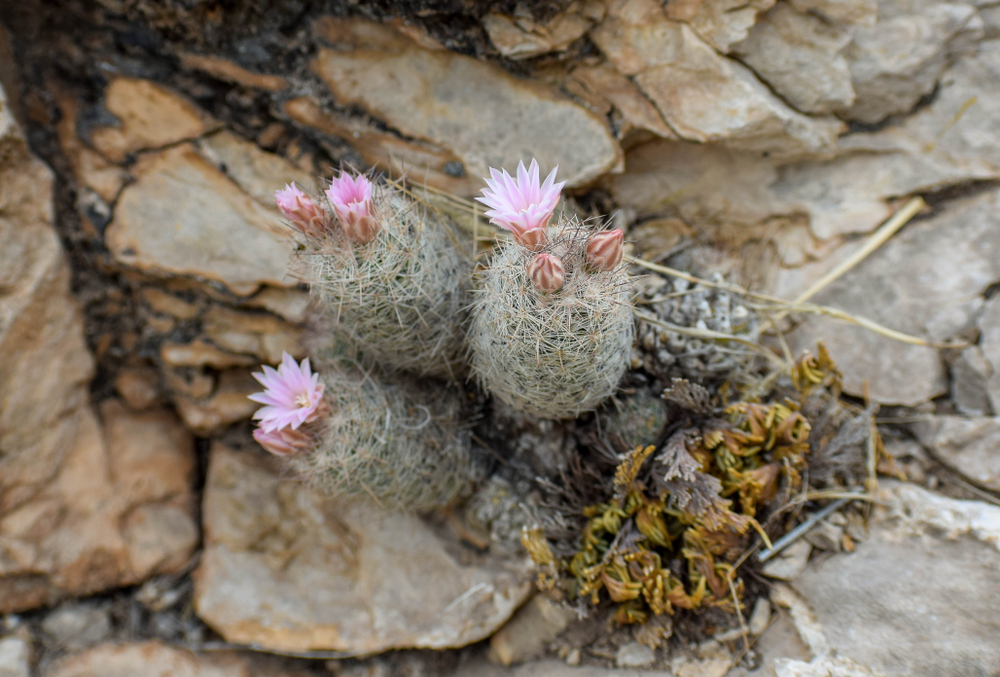 Big Bend National Park
