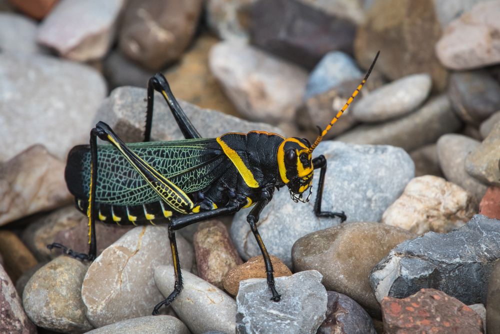 Big Bend National Park