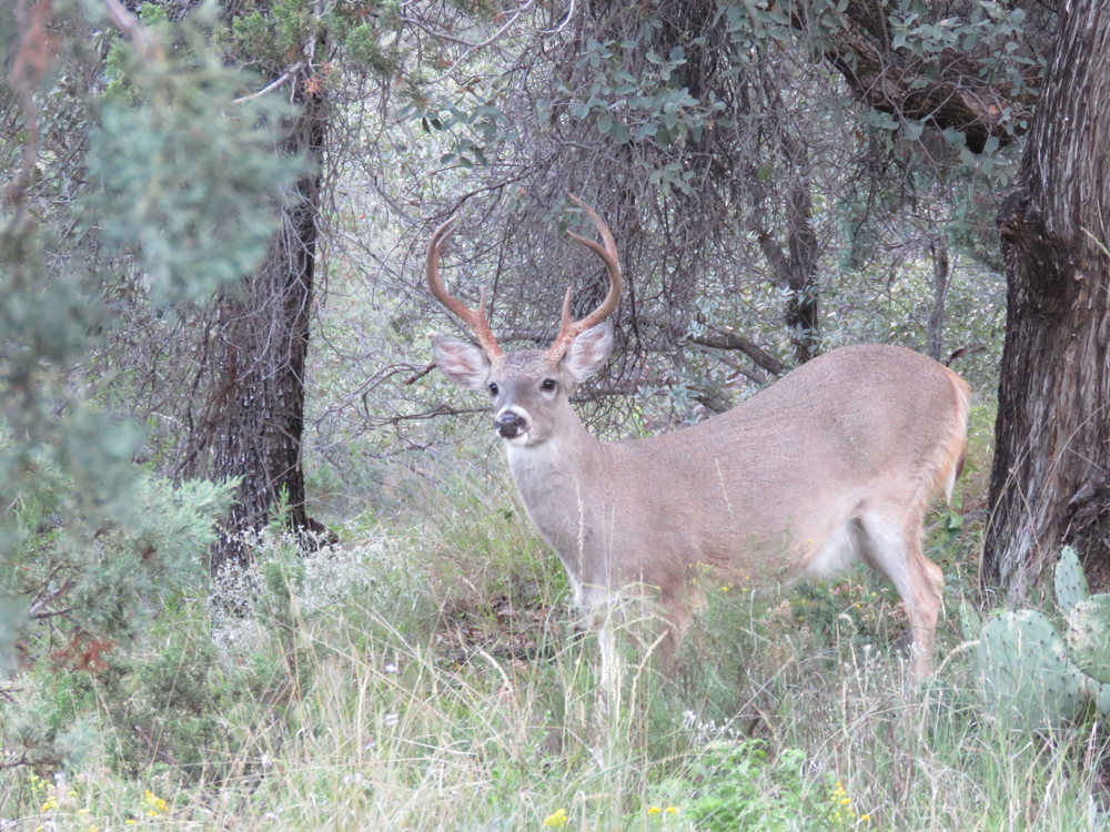 Big Bend National Park