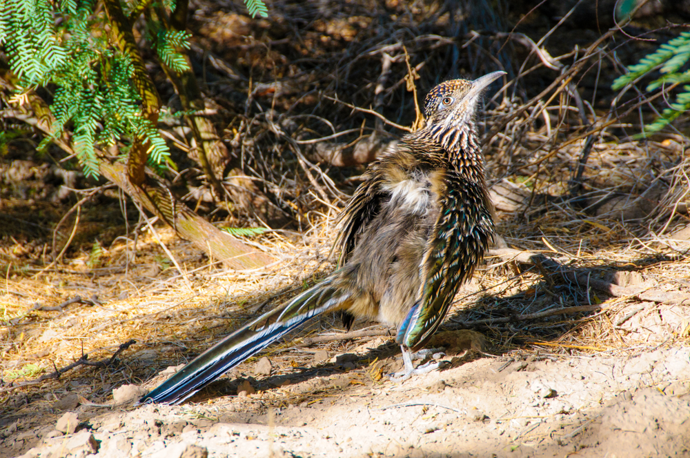 Big Bend National Park