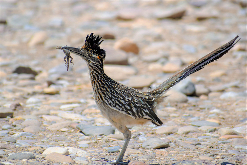 Big Bend National Park