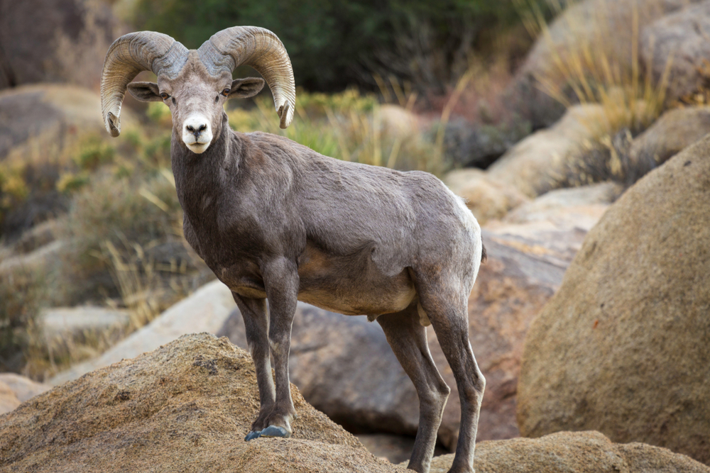Joshua Tree National Park