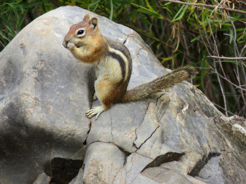 Black Canyon of the Gunnison National Park