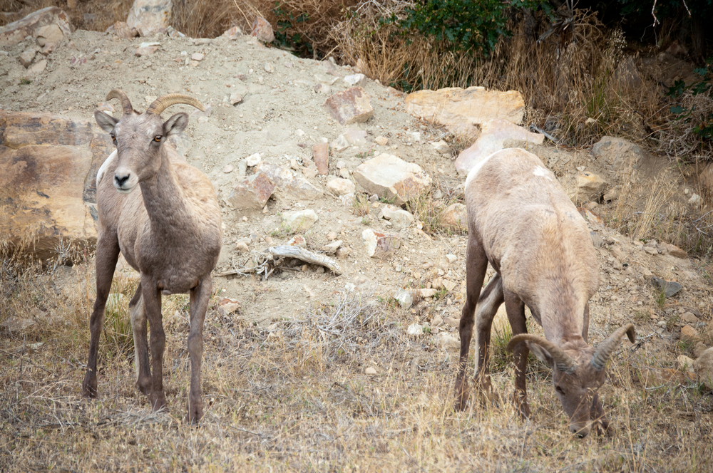 Black Canyon of the Gunnison National Park