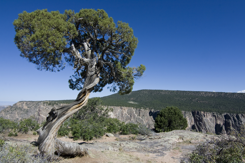 Black Canyon of the Gunnison National Park