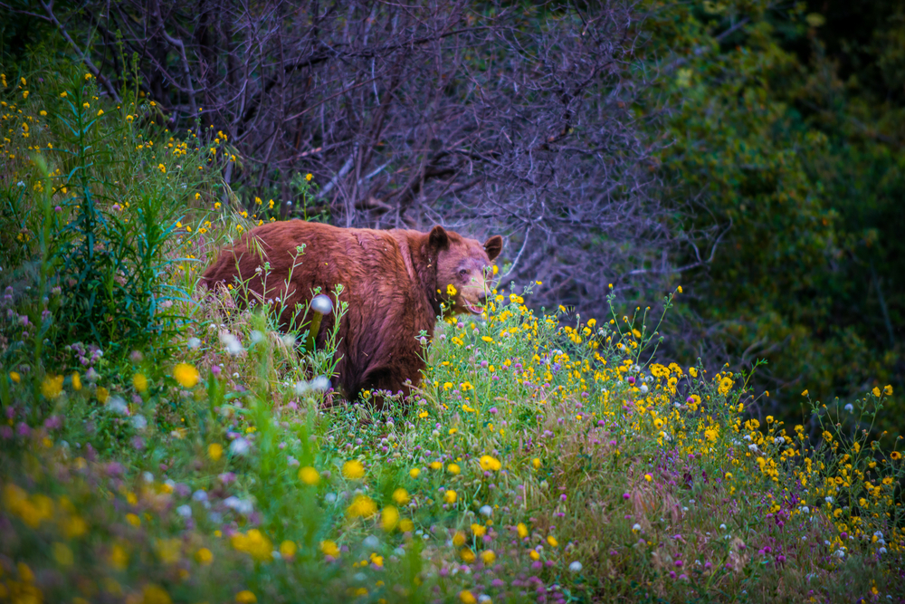 Kings Canyon National Park