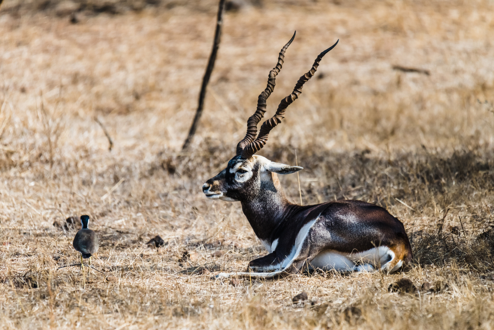 Gir Forest National Park
