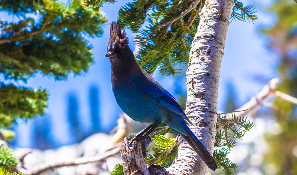 Lassen Volcanic National Park