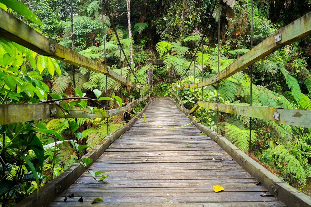 Podocarpus National Park