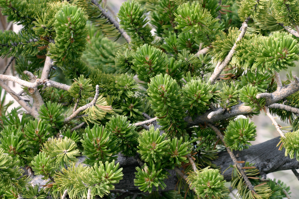 Great Basin National Park