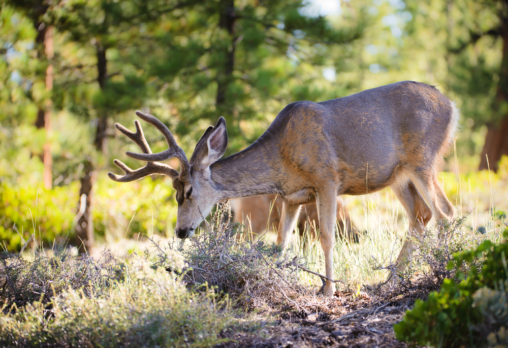Bryce Canyon National Park