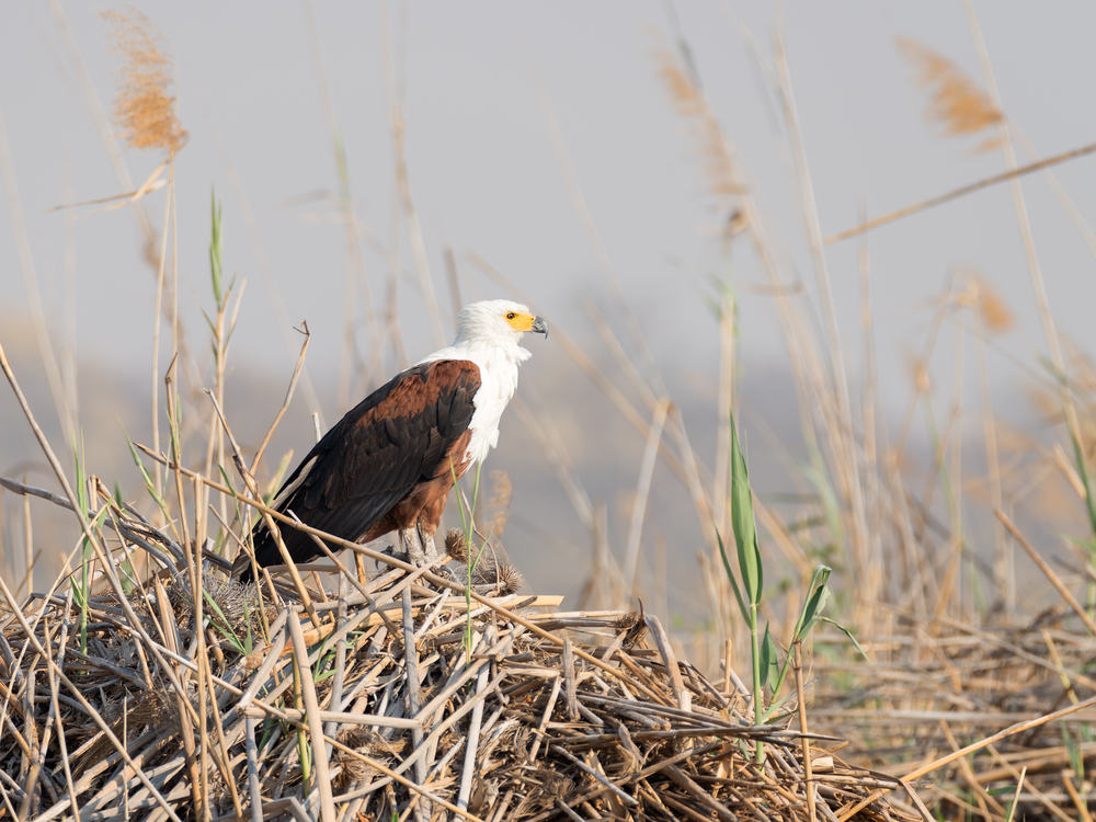 Bwabwata National Park
