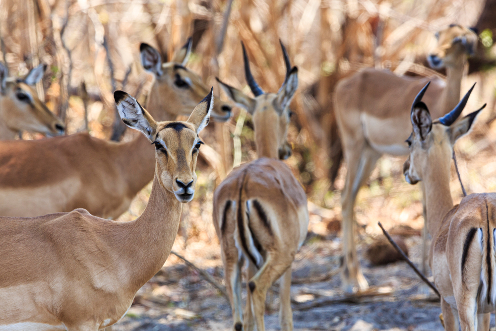 Bwabwata National Park