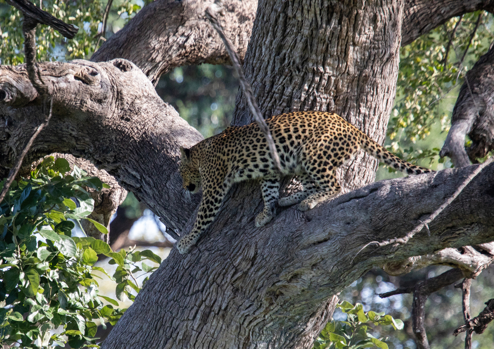 Bwabwata National Park