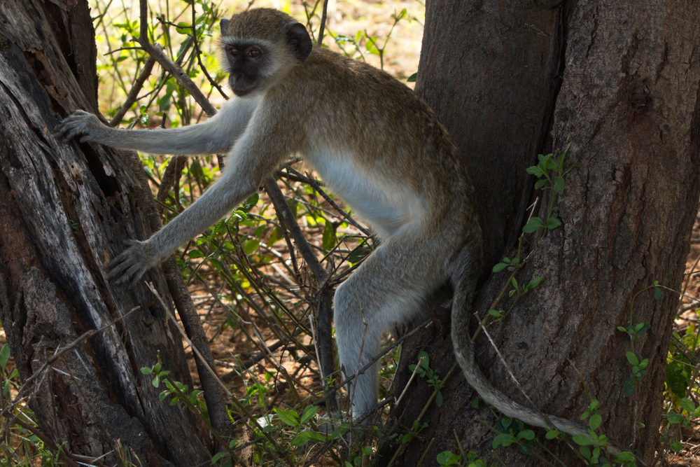 Bwabwata National Park