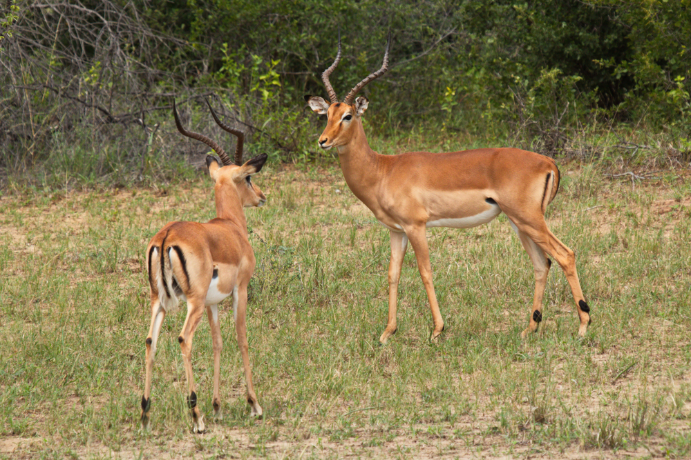 Bwabwata National Park
